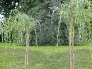 Wierzba Płacząca Salix Sepulcralis