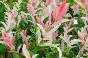 Wierzba Salix "Hacuro"