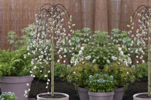 Wierzba Salix "Iwa"