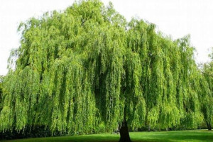Wierzba Salix Sepulcralis 'Płacząca'