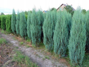 Tuja 'Juniperus scopulorum' SCYROCET