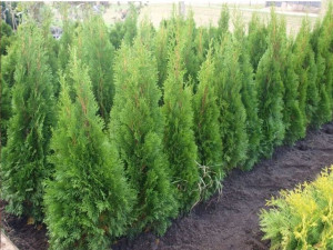 Tuja 'Thuja occidentalis' SZMARAGD poj. 2L