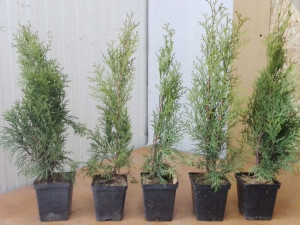 Tuja 'Thuja occidentalis' SZMARAGD poj. P9
