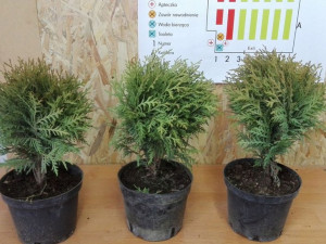 Tuja Kulka 'Thuja occidentalis' WOLNOROSNĄCA