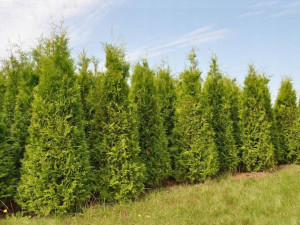 Tuja Thuja occidentalis' BRABANT