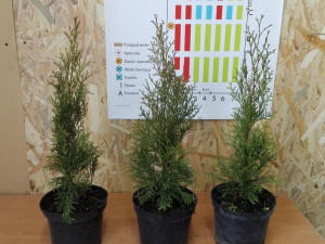 Tuja Thuja occidentalis' SZMARAGD poj.1,5L-2Letnia