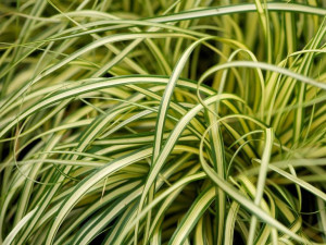 Turzyca Oszimska 'Evergold'