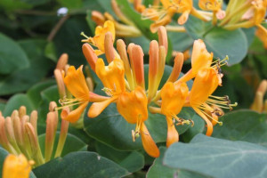 Wiciokrzew 'Lonicera' ŻÓŁTY
