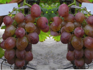 Winorośl 'Vitis' CHRUPKA