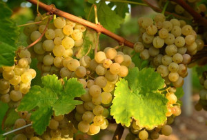 Winorośl 'Vitis' HIBERNAL biały