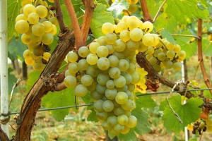 Winorośl 'Vitis' HIMROD