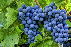 Winorośl 'Vitis' KORDIANKA