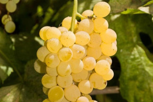 Winorośl 'Vitis' KRISTALY