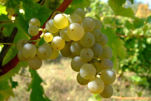 Winorośl 'Vitis' MUSKAT ODESKI