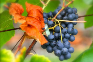 Winorośl 'Vitis' NEW YORK Ciemny
