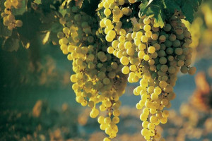 Winorośl 'Vitis' PRIM