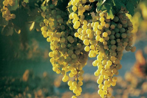 Winorośl 'Vitis' PRIM