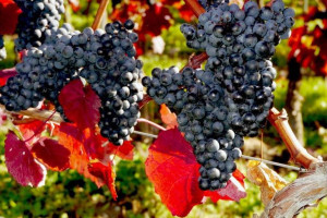 Winorośl 'Vitis' REGENT