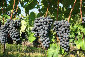 Winorośl 'Vitis' SCHUYLER