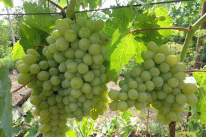 Winorośl 'Vitis' SIBERA Biały