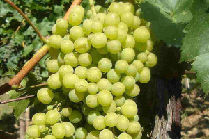 Winorośl Vitis 'A1704 Bezpestkowa Biała'
