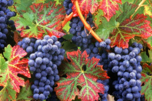 Winorośl Vitis 'Concord'