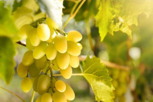 Winorośl Vitis 'Jutrzenka'