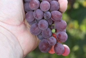 Winorośl Vitis 'Kernling Czerwony'