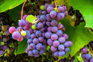 Winorośl Vitis 'Lidia Różowy'