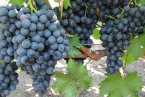 Winorośl Vitis 'Muskat Blue'