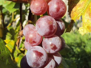Winorośl Vitis 'Swenson Red'