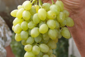 Winorośl Vitis 'Wostorg'