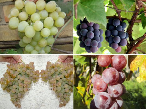 Winorośl Vitis 'Zestaw Deserowy'