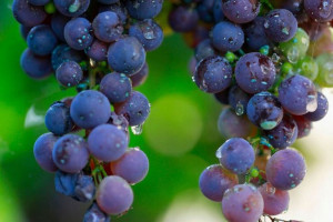 Winorośl Vitis 'Zilga Niebieski'