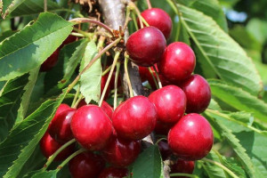 Wiśnia 'Prunus fruticosa' karłowa DEBRECENI