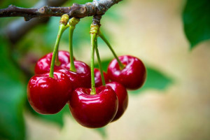 Wiśnia 'Prunus fruticosa' karłowa DRADEM