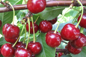 Wiśnia 'Prunus fruticosa' karłowa ERDI BOTERMO