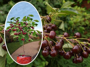 Wiśnia ,Cerasus ' kolumnowa NOWOTOMYSKA