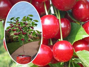 Wiśnia ,Cerasus ' kolumnowa WŁODZIMIERSKA