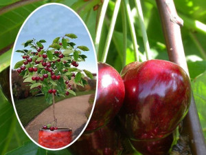 Wiśnia ,Cerasus ' kolumnowa ŁUPKA ROSYJSKA