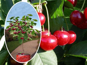 Wiśnia Cerasus 'Kelleris' KOLUMNOWA