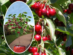 Wiśnia Cerasus 'Łutówka' KOLUMNOWA