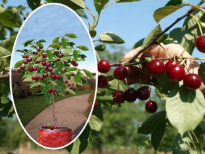 Wiśnia kolumnowa Cerasus 'Groniasta