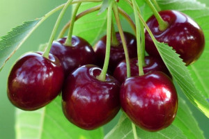 Wiśnia Prunus fruticosa 'Diament' KARŁOWA