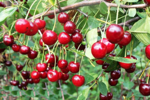 Wiśnia Prunus fruticosa 'Granat' KARŁOWA