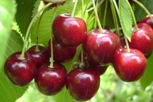 Wiśnia Prunus fruticosa 'Groniasta' KARŁOWA