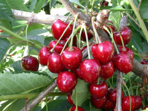 Wiśnia Prunus fruticosa 'Nadwiślanki' KARŁOWA