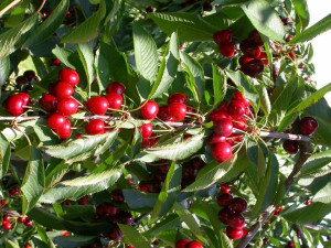 Wiśnia Prunus fruticosa 'Nefris' KARŁOWA