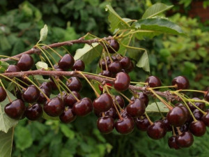 Wiśnia Prunus fruticosa 'Nowotomyska' KARŁOWA