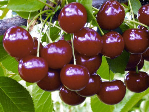 Wiśnia Prunus fruticosa 'Panda' KARŁOWA